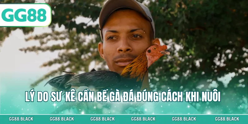 Lý do sư kê cần bế gà đá đúng cách khi nuôi